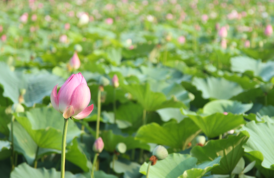 Summer lotus pond